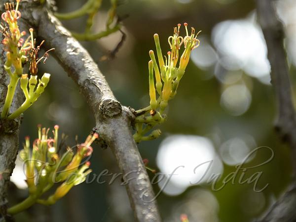 Three-Angled Mistletoe